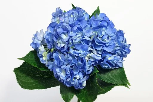 Hydrangeas Natural — Sunshine-SF